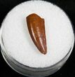 Fossil Raptor Tooth From Morocco #4734-1